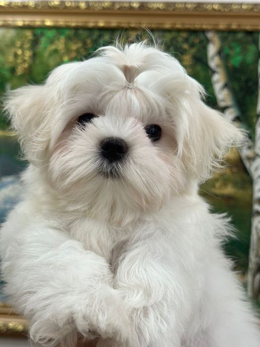 Мальтезе кукольный мальчик