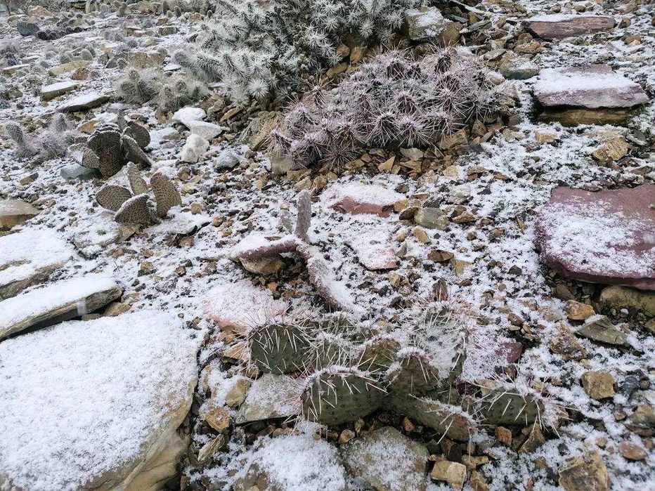 Студоустойчиви градински кактуси