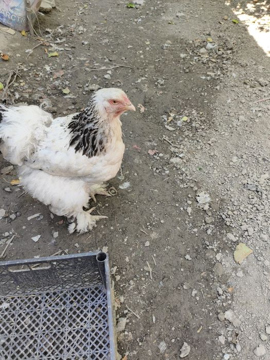 Продаётся цеплёнки породы Брама