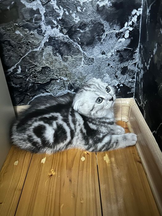 Шотландские котята мальчики