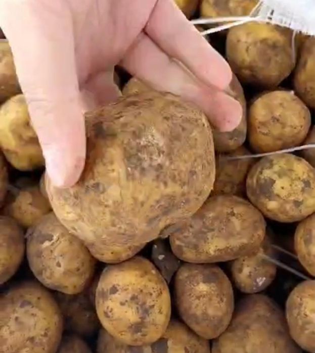 Продам картофель морковь