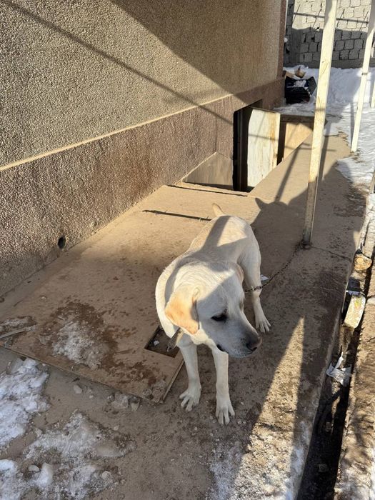 Labrador It sotiladi