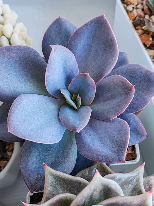 Суккуленты из частной коллекции