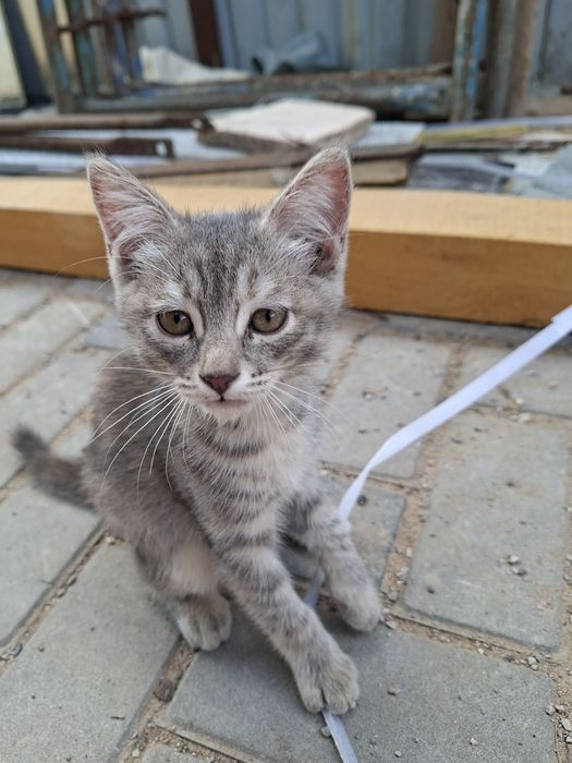 Отдам милых котят