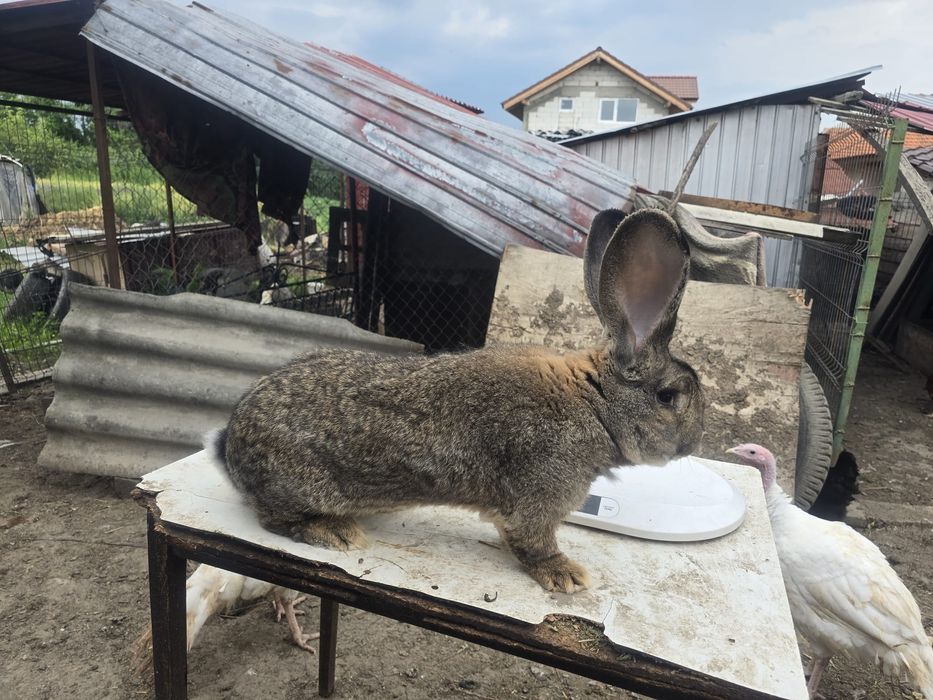 Disponibil mascul și femele de uriaș german