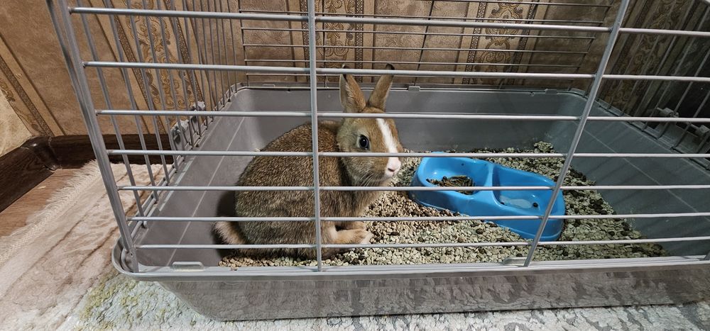 Зудлик билан куен сотилади