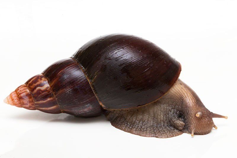 Axatina fulica albino standart