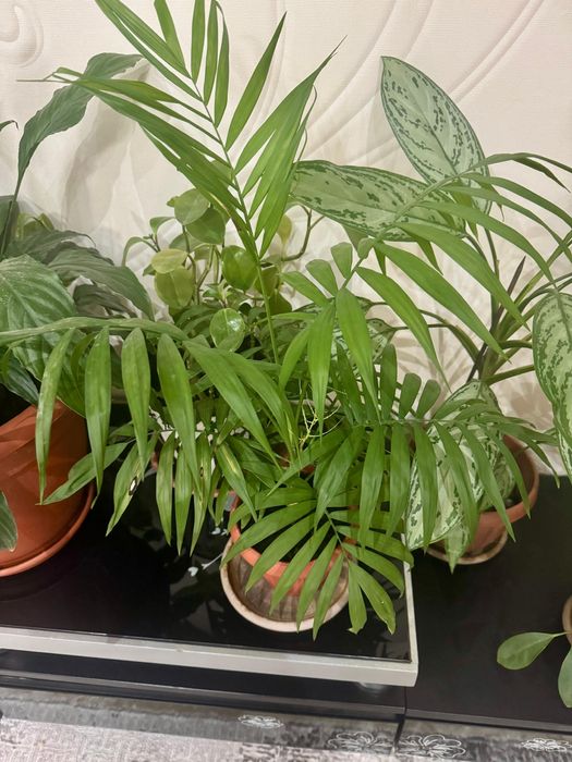 Комнатные цветы 3000, 5000 тг