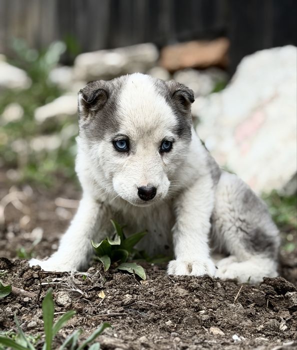 Femela husky siberian!