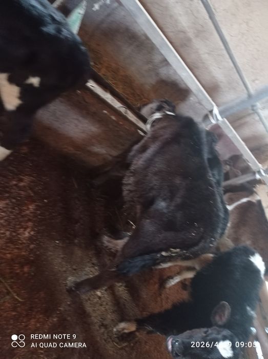 Бузаулар 2 еркек 2 ургашы