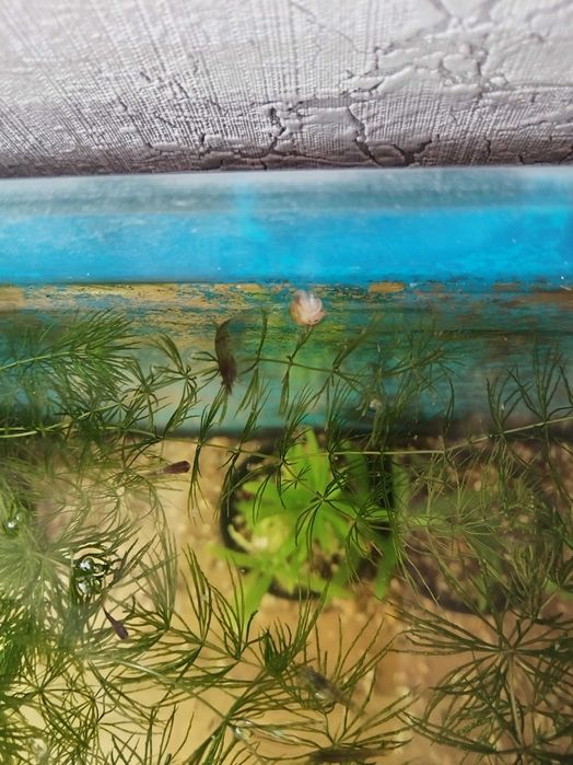 Креветки аквариумные