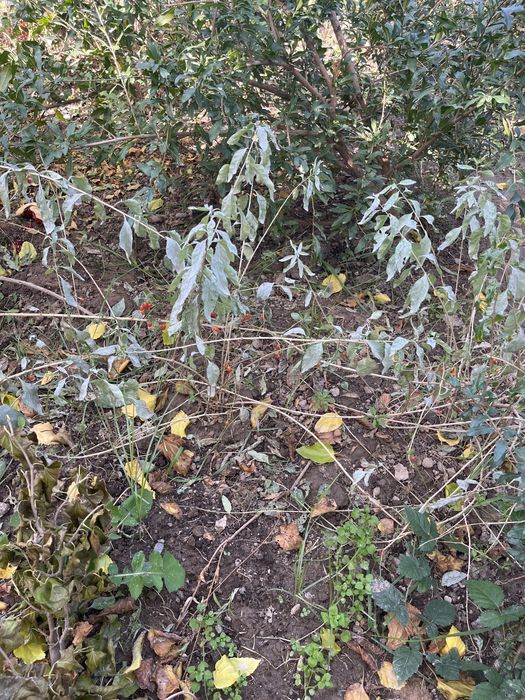 саженцы годжи ягоды лечебные