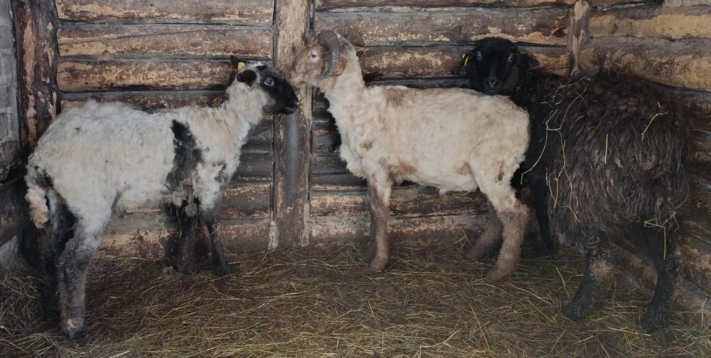 Продам три токты