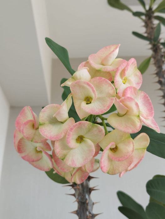 Молочай крупноцветковый