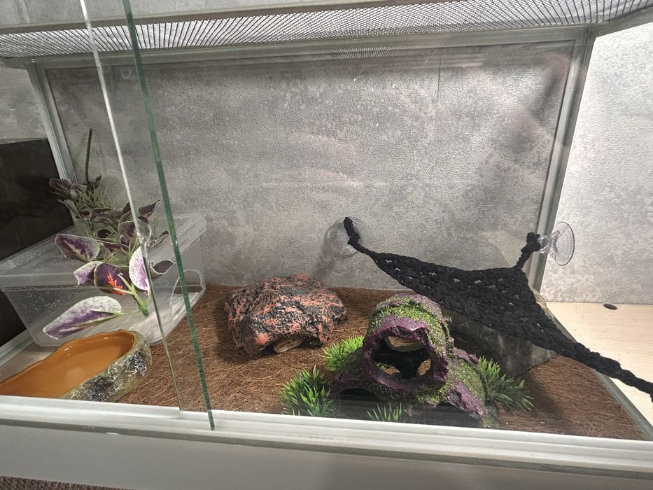 Эублефар с террариумом