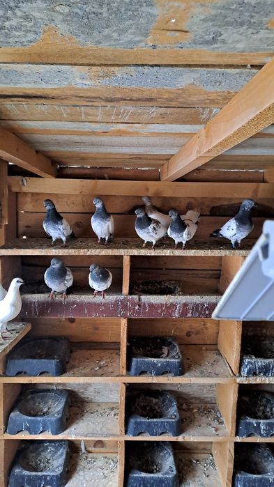 Будапещенски Унгарци