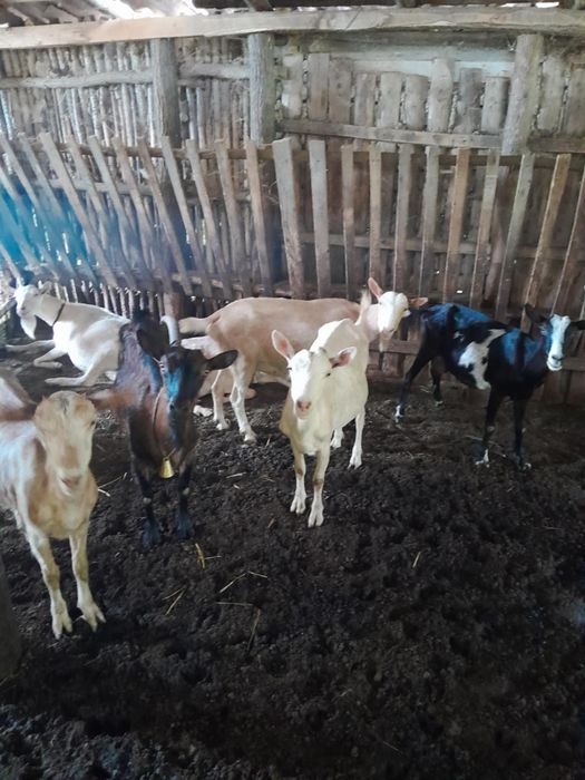 vând capre la prima fătare și la a doua fatare