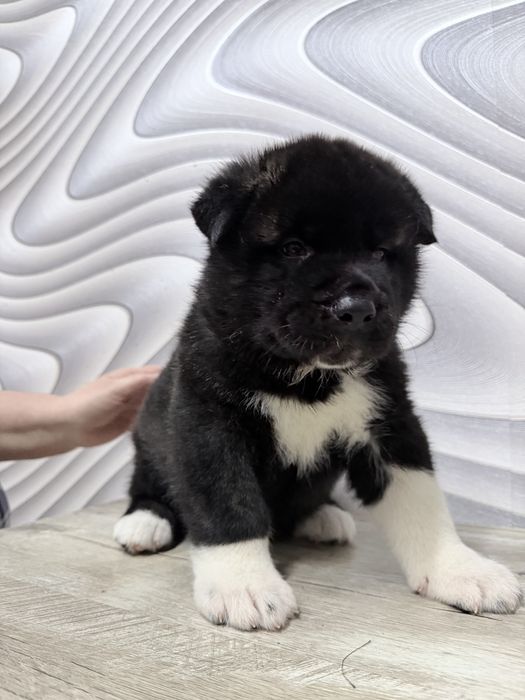 Щенки американской акиты