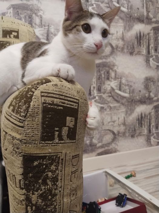 Отдам кота в добрые руки