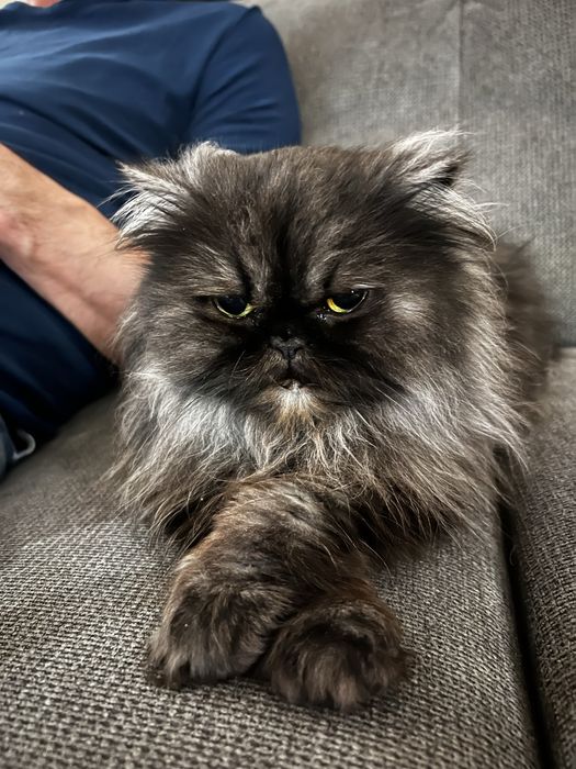 Подарявам котка персийска