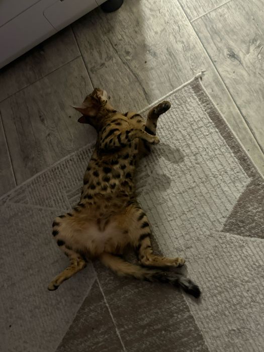 Бенгальская кошечка