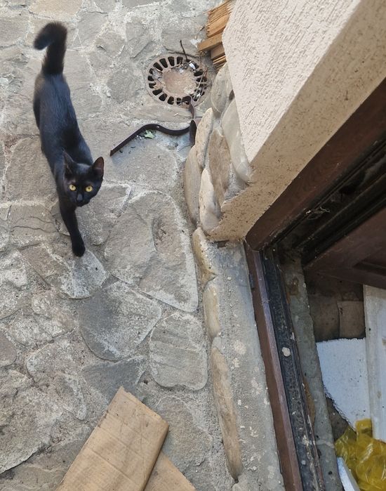 Adoptie pisica  cuminte
