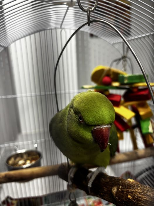 Papagal micul alexandru