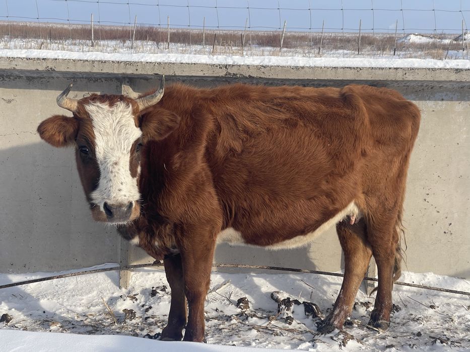 Продам коров Тайтобе