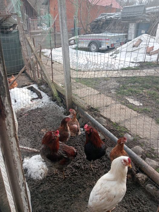 Vand gaini si cocosi din rasa Araucana
