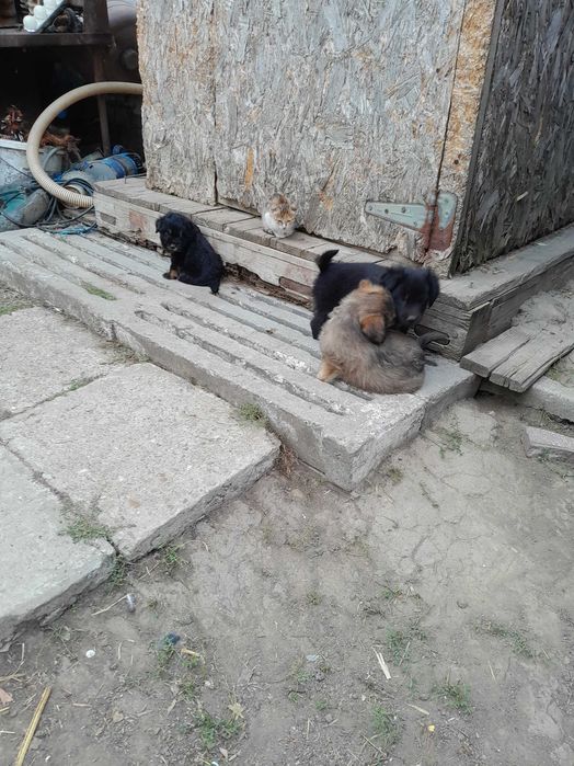 Donez căței talie mica
