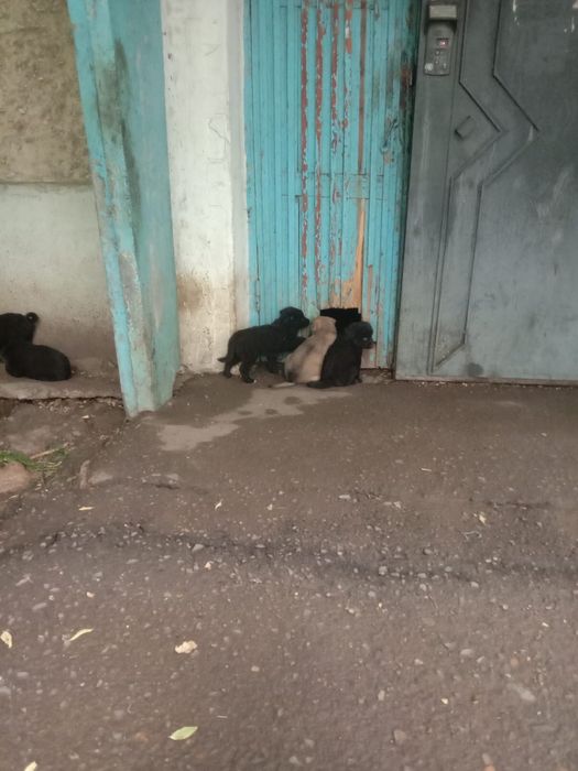 Щенки в добрые руки