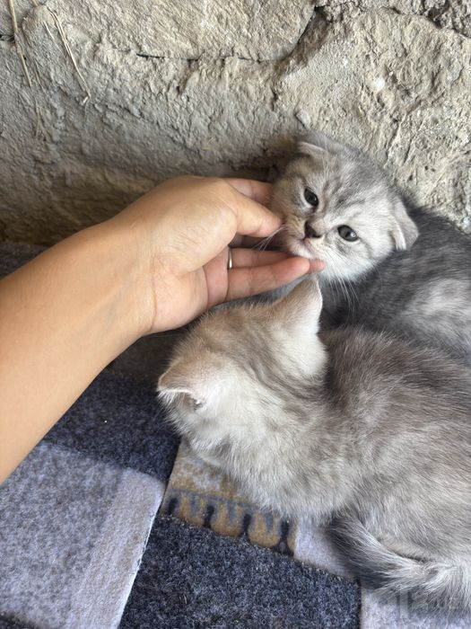 Mushuklar uta guzal va arzon