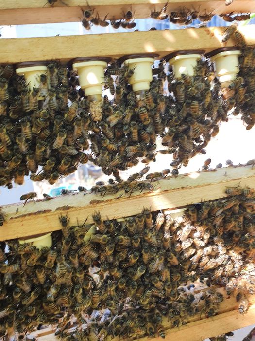 Vând familii de albine