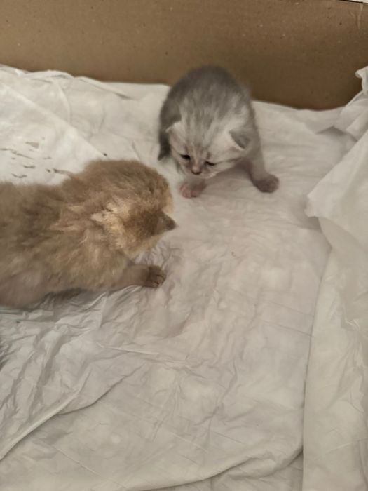 Мушукчалар сотилади 2милондан онаси скотиш страйт онаси скотиш фолд