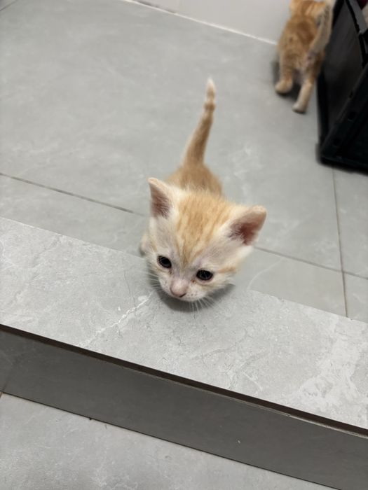 Отдам котят ( девочки)