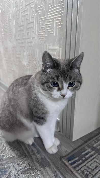 Отдам кошку в хорошие руки
