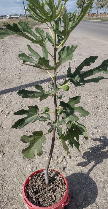 Smochini  la  ghiveci 80 cm H - Berceni