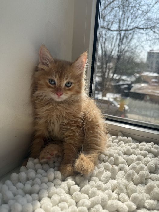 Котенкти мейкун сибирьская .