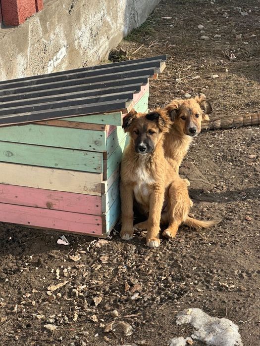 Отдам собак . .