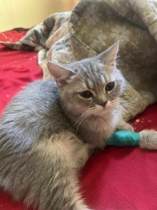 Sibir Shenshela Mushuk