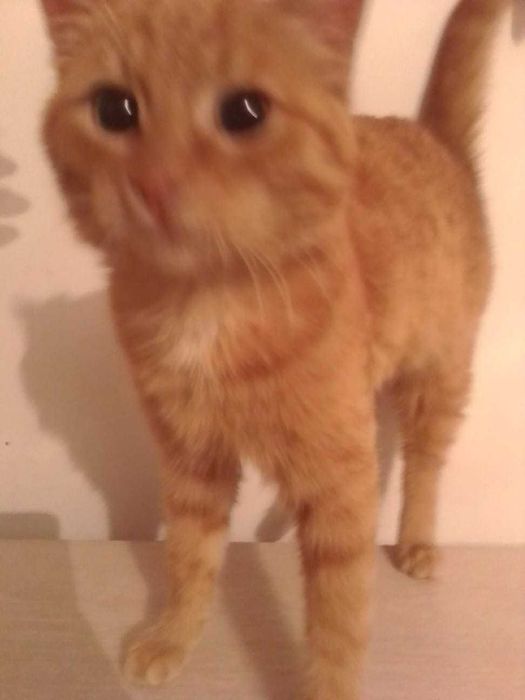 Котенок, мальчик