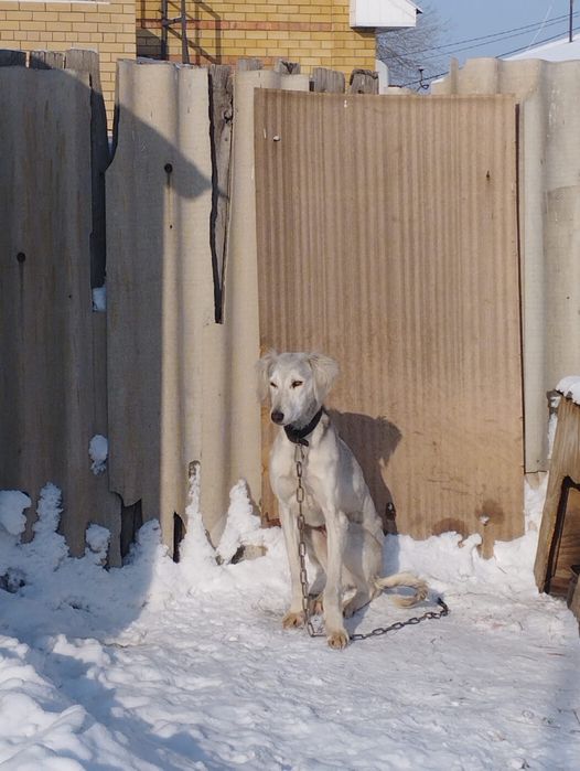 Еркек Тазы 1 жасар