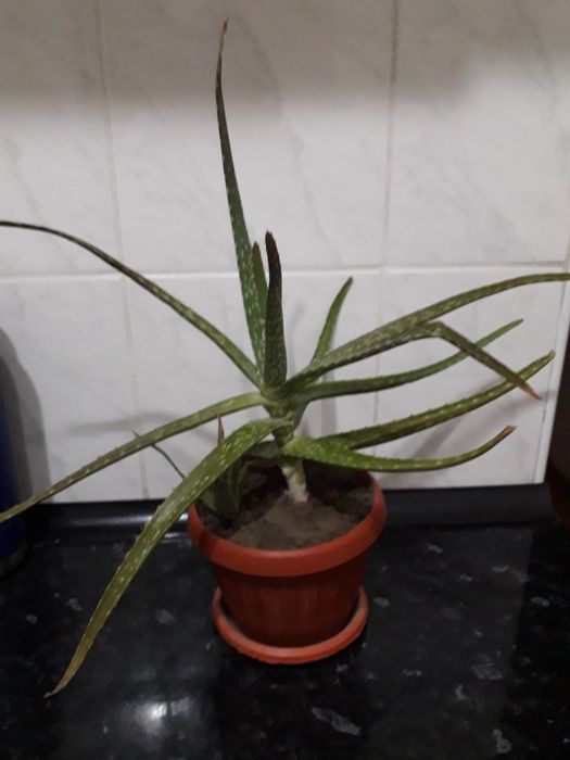 Алоэ столетник .