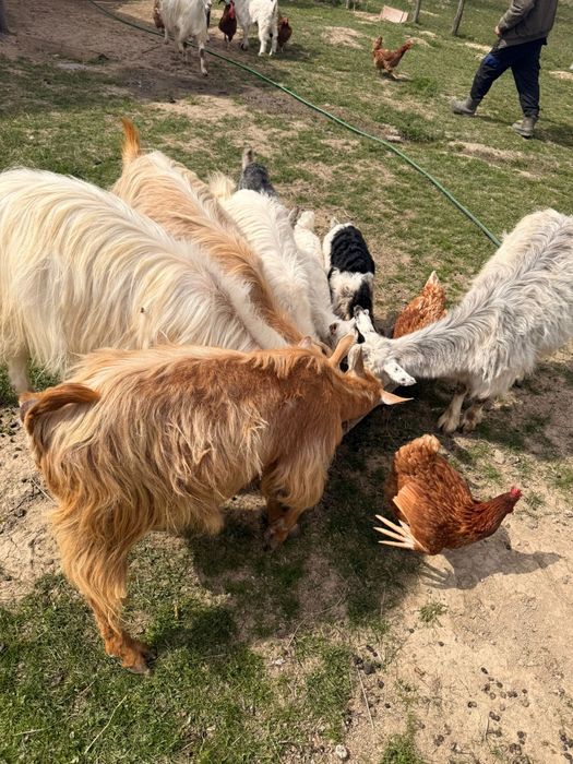 Vând capre și iezi