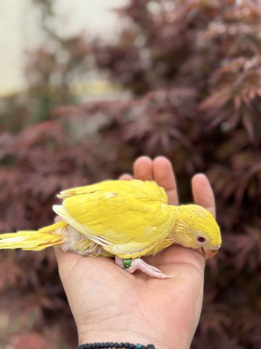 Pui blanzi papagali vorbitori Micul alexandru alexander