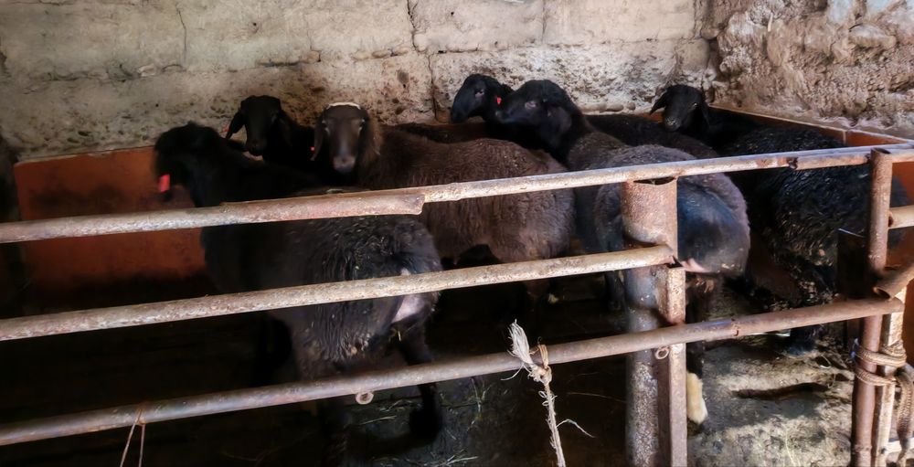 Кой Кочкорлар сотилади Фаргона Шахар