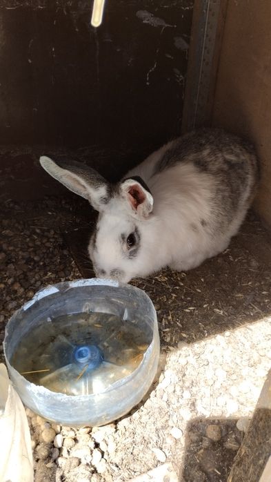 Продам самцов кролика!