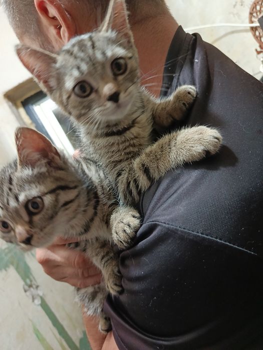 Отдам котят в хорошие руки