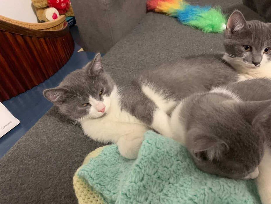 Pisoi Brittish Short-Hair BICOLOR