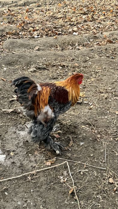 Продам петуха цена 5000